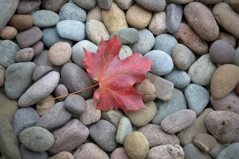 Maple leaf 스톡 사진