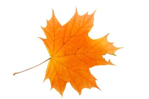 Maple leaf Stock Photos