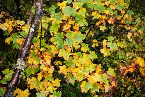 Maple leaf Stock Photos