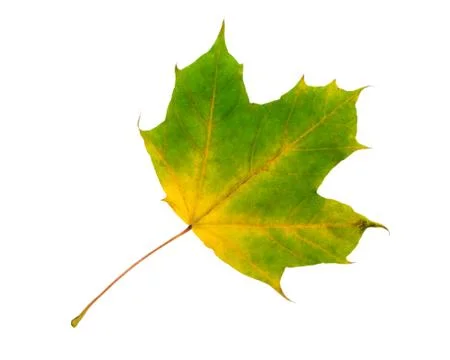 Maple leaf Stock Photos