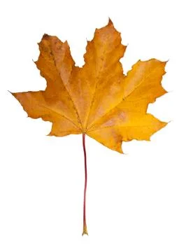 Maple leaf Stock Photos