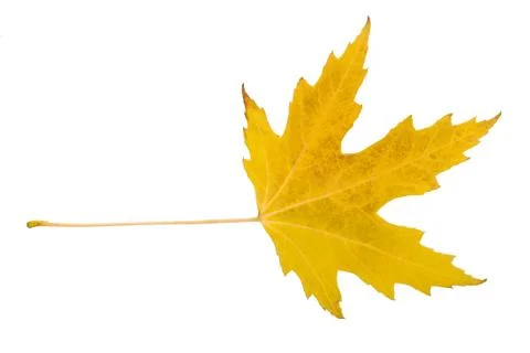 Maple leaf Foto stock