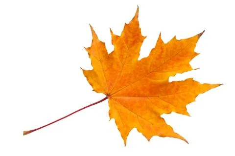 Maple leaf Stock Photos