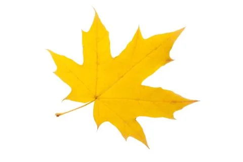 Maple leaf Foto stock