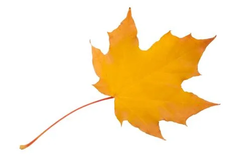 Maple leaf Stock Photos