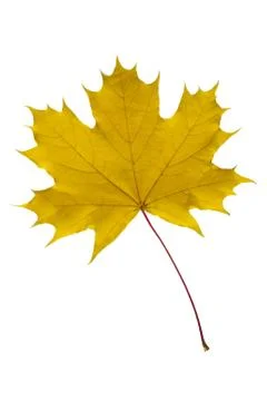 Maple leaf Stock Photos