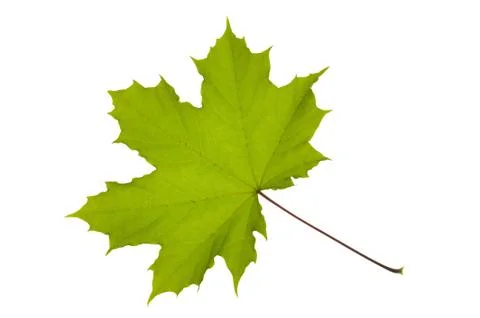 Maple leaf Stock Photos