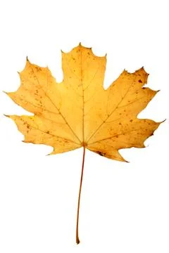 Maple leaf Stock Photos