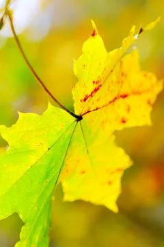 Maple leaf Foto stock