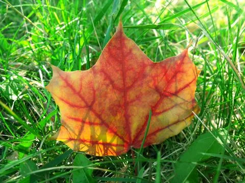 Maple leaf Stock Photos