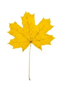Maple leaf Stock Photos