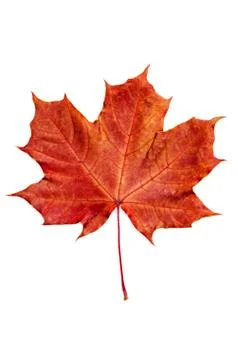 Maple leaf Foto stock
