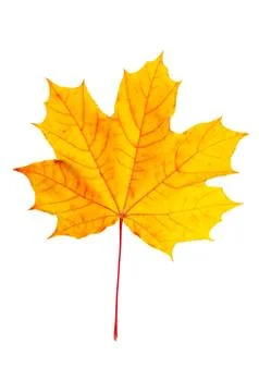 Maple leaf 写真素材
