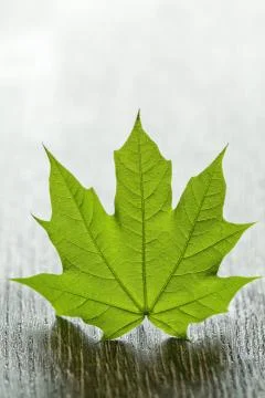Maple leaf Stock Photos