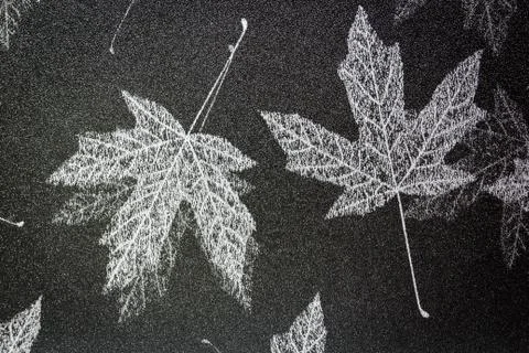 Maple leaf Stock Photos