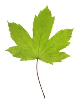Maple leaf 스톡 사진