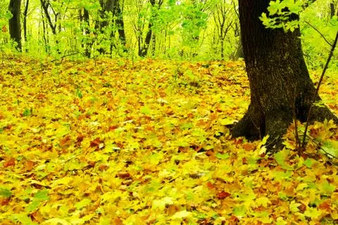 Maple leaf Stock Photos