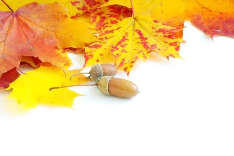 Maple leaf Stock Photos