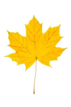 Maple leaf Stock Photos