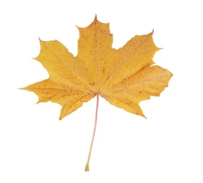 Maple leaf Stock Photos