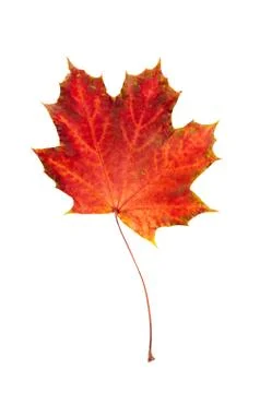 Maple leaf Stockfoto's