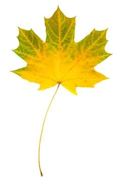 Maple leaf Stock Photos