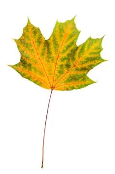 Maple leaf Foto stock