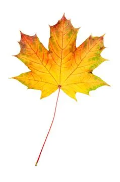 Maple leaf Stockfoto's