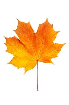 Maple leaf Stock Photos