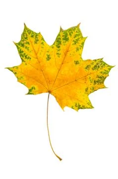 Maple leaf Stock Photos