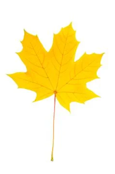 Maple leaf 写真素材