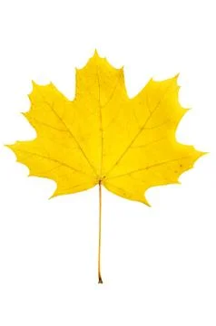 Maple leaf Foto stock