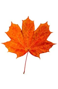 Maple leaf 스톡 사진