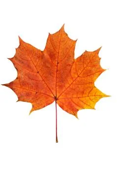 Maple leaf Stock Photos