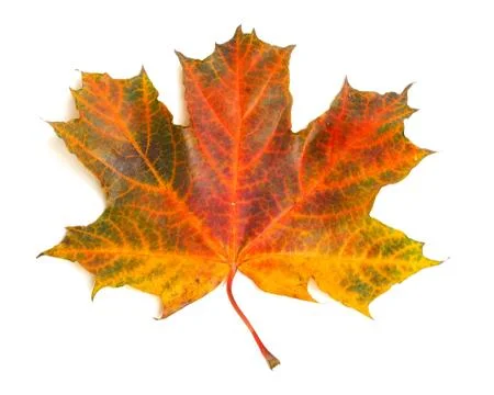 Maple leaf Stock Photos