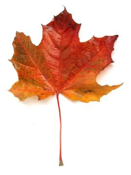 Maple leaf Foto stock
