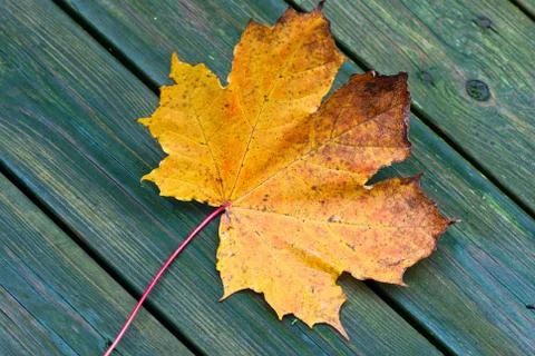 Maple leaf. Stock Photos