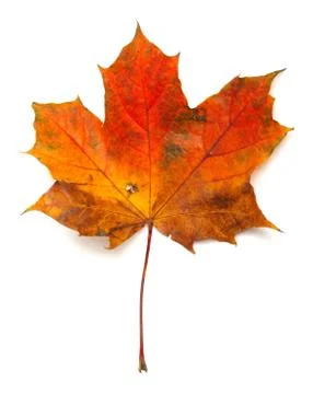 Maple leaf Stock Photos