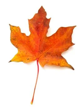 Maple leaf Stock Photos