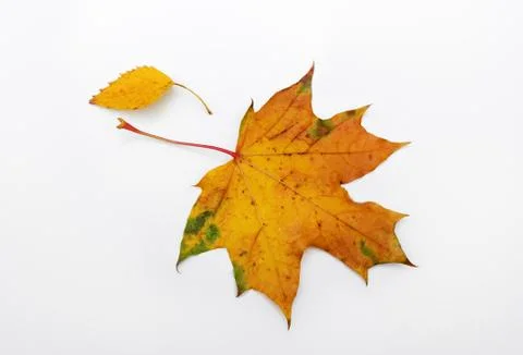 Maple Leaf Stock Photos