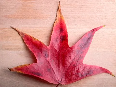 Maple leaf Foto stock