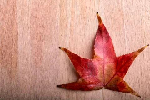 Maple leaf 스톡 사진