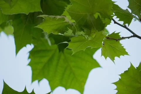 Maple leaf Stock Photos