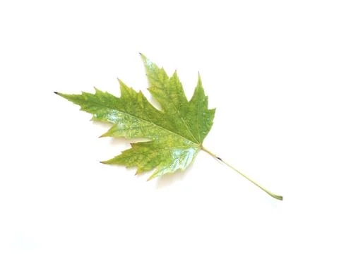 Maple leaf Stock Photos