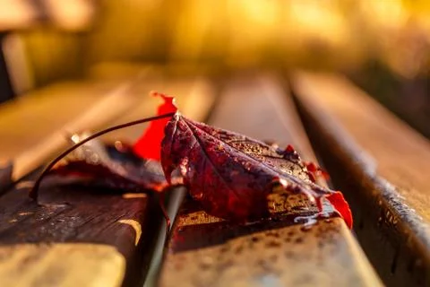 Maple leaf 스톡 사진