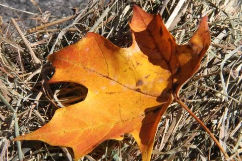 Maple Leaf Stock Photos