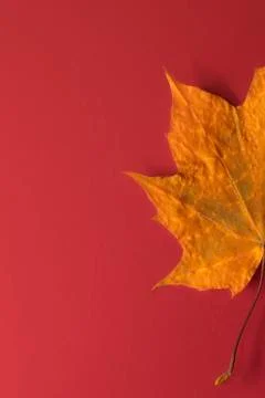 Maple leaf Stock Photos