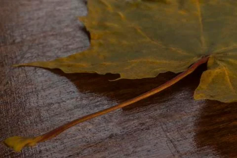 Maple leaf Stock Photos