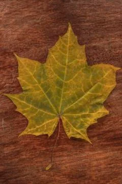 Maple leaf Stock Photos