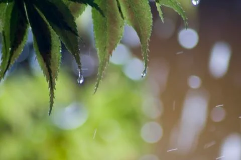 Maple Leaf Stock Photos